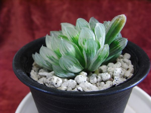 ハオルチア・オブツーサ・ダークフォーム錦