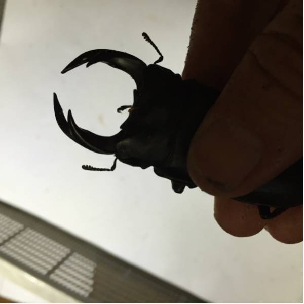 山梨県韮崎産オオクワガタ ♂71ミリ ♀48ミリ ペア