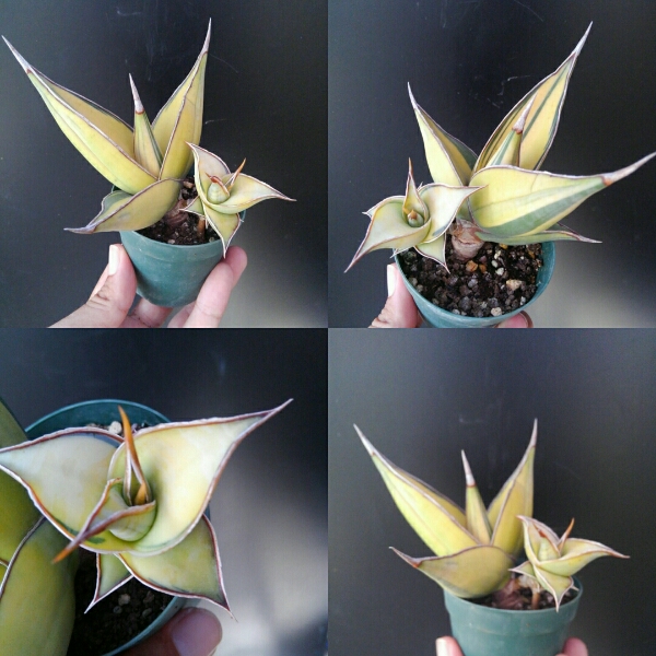 樹～8月08『サンセベリア・ピングイキュラ斑入り』良斑親子株