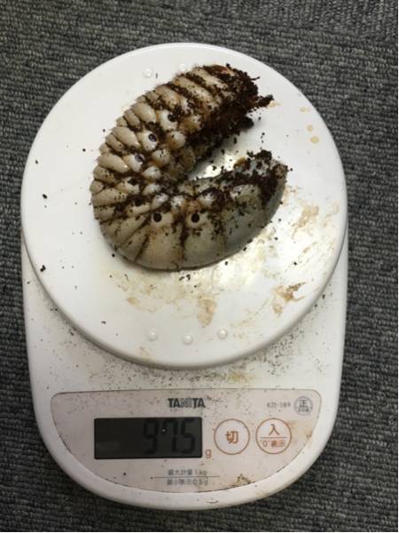 【ゆっき】 エレファスゾウカブト ３令ペア