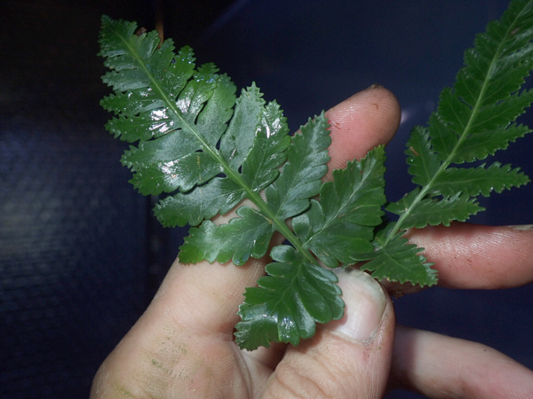 Humata repens マレーシア産のキクシノブ 早い者勝ち(その他)｜売買されたオークション情報、yahooの商品情報をアーカイブ公開 ...