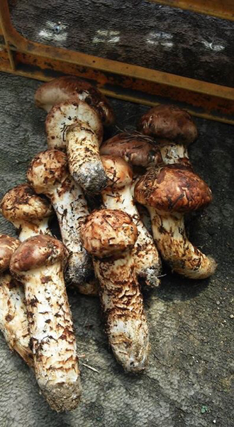 【予約】 岩手県宮古市田老産 松茸 【予約】