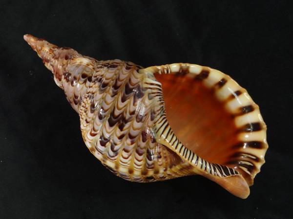 ホラガイ 法螺貝31.5 cm アンティーク、コレクション 科学、自然