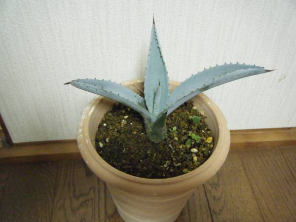 白葉が際立つ『アガベ・フランゾシニー』Agave franzosinii