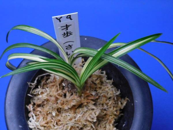 ◆◆◆ 韓国春蘭 Y-9　才歩（さいかち）◆◆◆ 松永蘭園