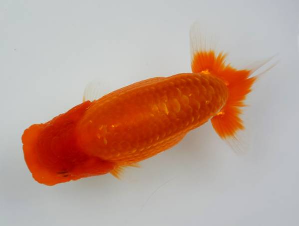 【G-5】超優良系統・鈴木和男氏仔・当歳・13cm雌・動画・