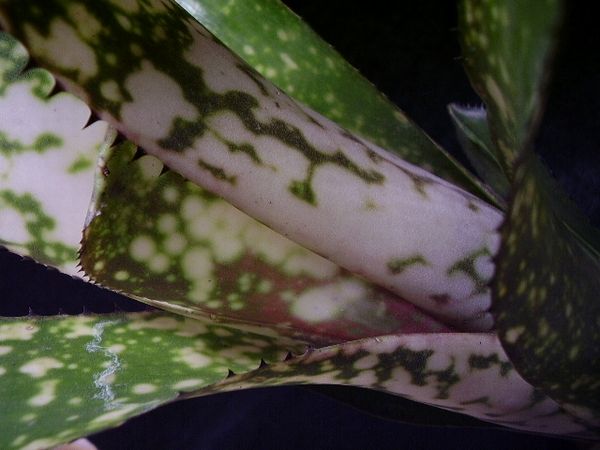 17希少 Billbergia Merrie Monarchビルベルギア メリーモナーク 