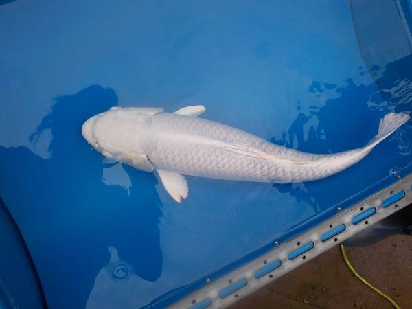 プラチナ　　５０ｃｍ