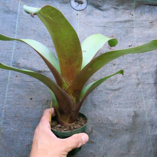 ブロメリア コレクション Alcantarea imperialis Burle Marx ブロメリア コレクション Alcantarea imperialis Burle Marx