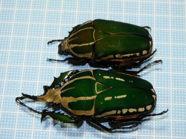 南コンゴ産 ポギーオオツノカナブン 白線 ペア | MIKAS-HUNDEPHYSIO.DE