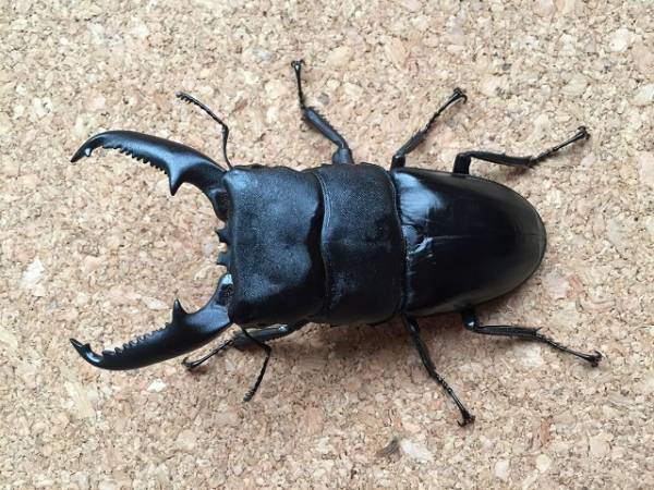 パラワン　♂99ミリ　♀50ミリ　【くわがたるーむ】