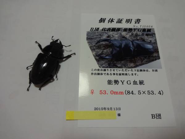 能勢YＧ♀53.0（B団上さま886B同腹)♂845（881同腹）と使用済