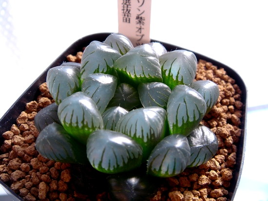 ob23・多肉植物 「ドドソン紫オブツーサ 実生選抜苗」 「ドドソン紫