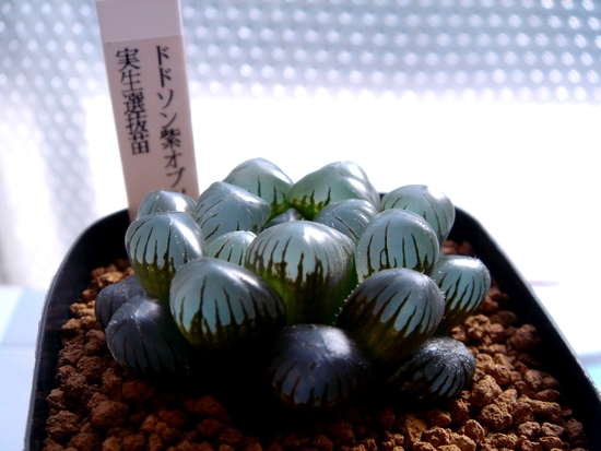 ob23・多肉植物 「ドドソン紫オブツーサ 実生選抜苗」 「ドドソン紫
