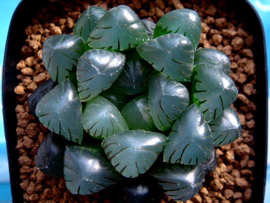 ob23・多肉植物 「ドドソン紫オブツーサ 実生選抜苗」 「ドドソン紫
