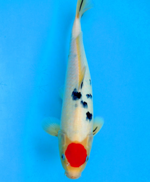池揚げセール！■■■岡本錦鯉 1-130 丹頂大正三色　35ｃｍ2才
