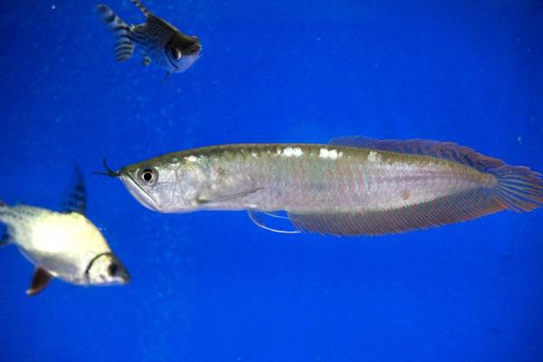 シルバーアロワナの飼育方法｜寿命や混泳、最大サイズは？ - WORIVER 