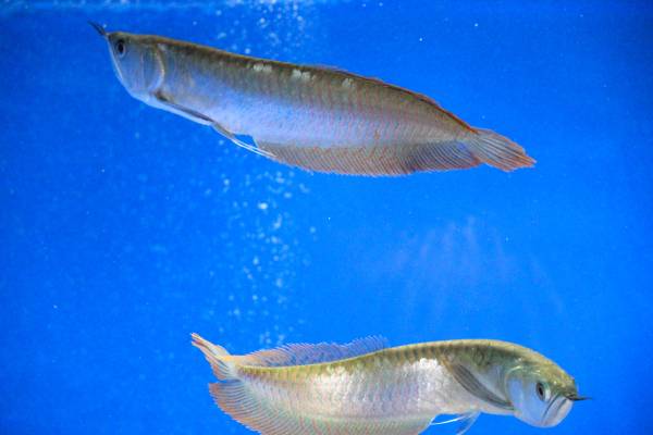 シルバーアロワナの飼育方法｜寿命や混泳、最大サイズは？ - WORIVER 