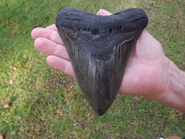 化石　メガロドン　特大　歯の化石　13.9㎝　高品質