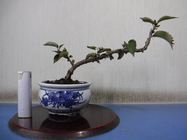 盆栽　信濃寒桜（Ａ－５）
