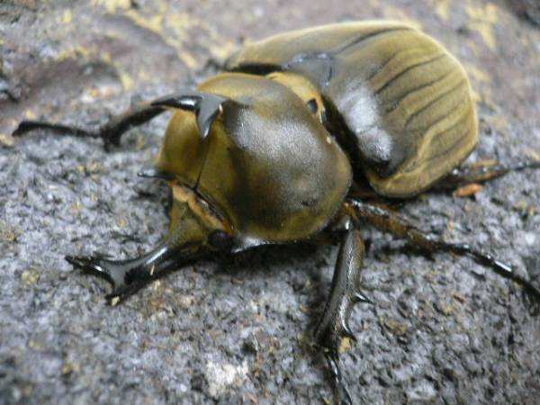 M・アヌビス初令幼虫5頭