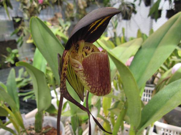 【Rest.jp】Paph.anitum 'Bear15'×'Bear13'【洋蘭 パフィオ】