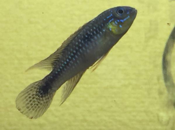 【最終便】アピスト レッドプルクラ リオウアツマ WF1 5匹 極上