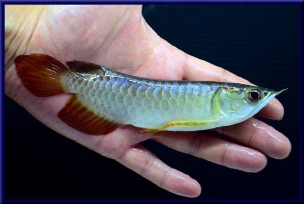 【PANG LONG】絶頂藍底 手のひらサイズの藍底ベビー！5336