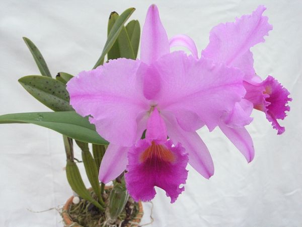 ◆洋蘭カトレア原種trianaei rubra Jean Crobin Ponce 2シース◆