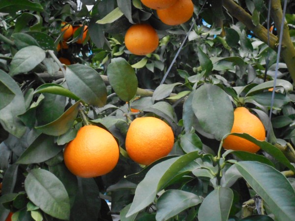 ★短期間限定★ 愛果２８号（紅まどんな） 小さめ ９㎏