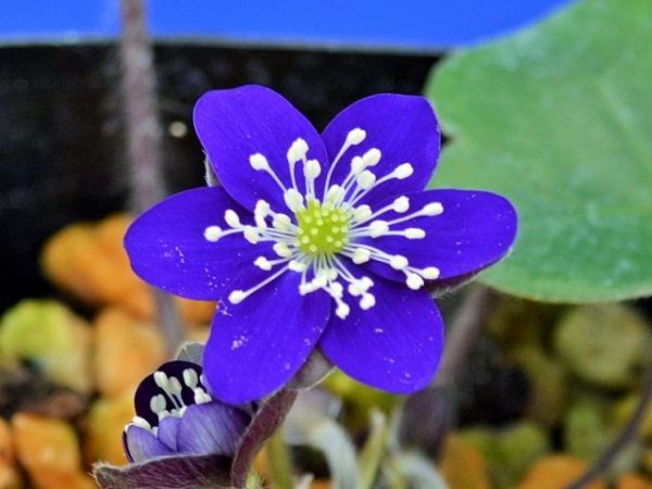 雪割草【山むらさき】標準花(HM207)