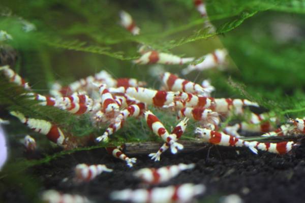 【Shrimp House】濃紅系レッドビー選別モレ２０匹プラス保証