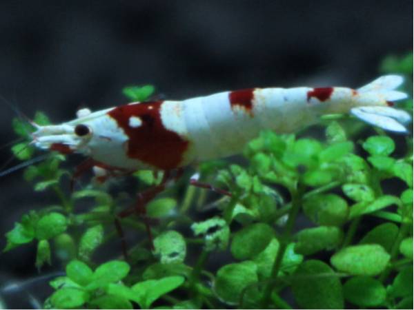 【静華蝦】レッドビーシュリンプ赤足若オス（+保障1匹)