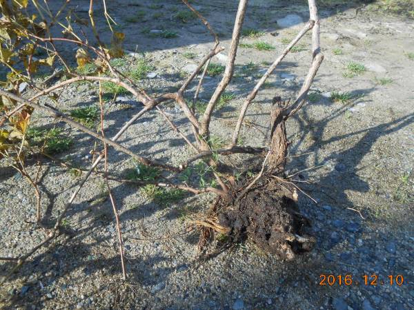 □うまぶどう・のぶどう・大株Ⅱ