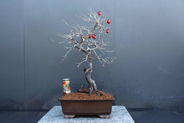 ♪♪　ローヤ柿（紅風鈴）　♪♪　大品　樹高約５９cm　