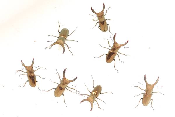 【発送日限定12月18日のみ】ペレメタ成虫２０匹地獄の大量セット