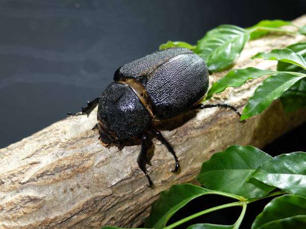 サタンオオカブト新成虫♀単品69ミリＵＰ。今期最終個体です！