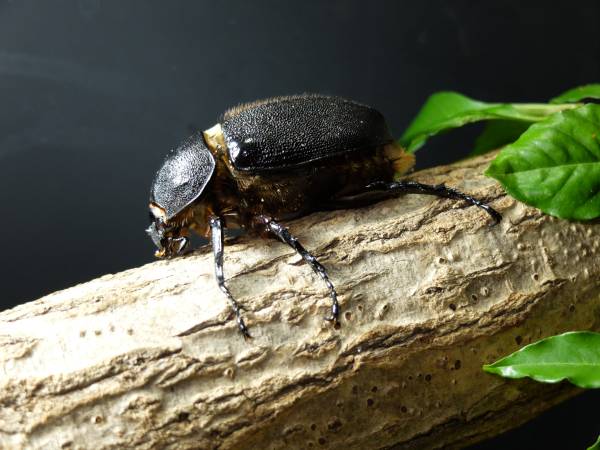 サタンオオカブト新成虫♀単品69ミリＵＰ。今期最終個体です！