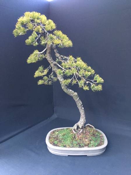 年末 五葉松 祭り 文人 樹高約76cm 左右約45cm 本格盆栽