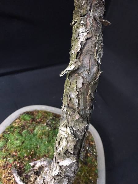 年末 五葉松 祭り 文人 樹高約76cm 左右約45cm 本格盆栽