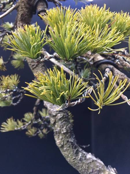 年末 五葉松 祭り 文人 樹高約76cm 左右約45cm 本格盆栽