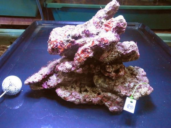 kainazzo　特選ライブロックセット-⑲　3.2ｋｇ　 kainazzo 特選ライブロックセット（複数個）-① 3.2ｋｇ kainazzo 特選