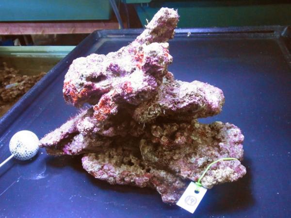 kainazzo　特選ライブロックセット-⑲　3.2ｋｇ　 kainazzo 特選ライブロックセット（複数個）-① 3.2ｋｇ kainazzo 特選