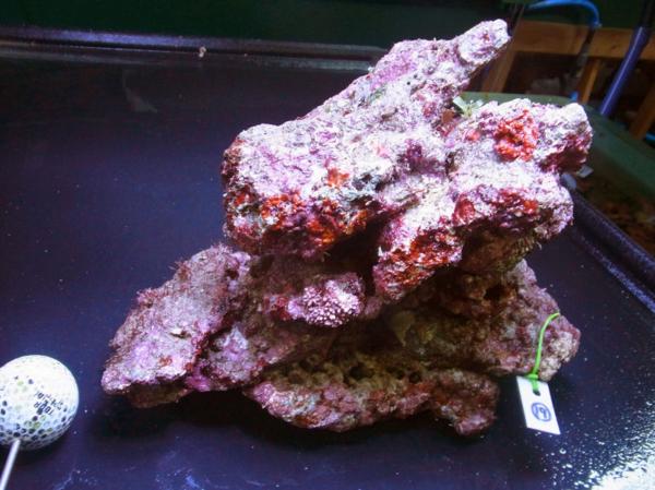 kainazzo　特選ライブロックセット-⑲　3.2ｋｇ　 kainazzo 特選ライブロックセット（複数個）-① 3.2ｋｇ kainazzo 特選