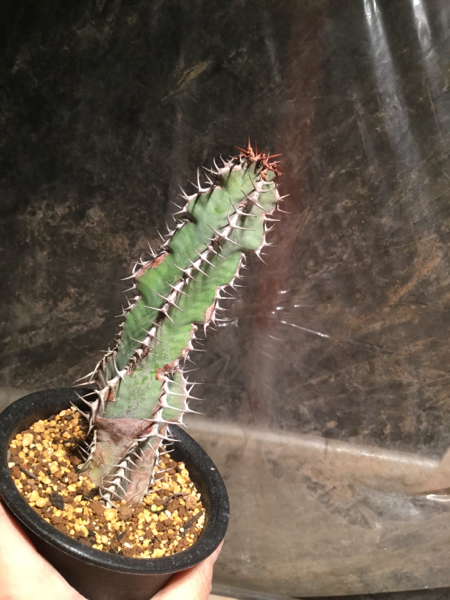 Ms ユーフォルビア 矢毒キリン 多肉植物 9 10 5 鉢 1 サボテン 売買されたオークション情報 Yahooの商品情報をアーカイブ公開 オークファン Aucfan Com