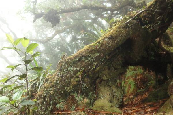 KSB:Pleuromanes pallidumニューカレの白いコケシノブ①