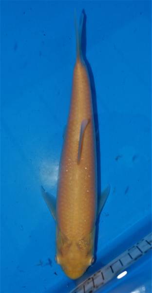 v487379156.1