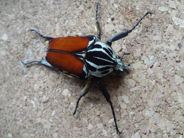 ☆人気種 Ｇ.ゴリアテス　新成虫♂単品