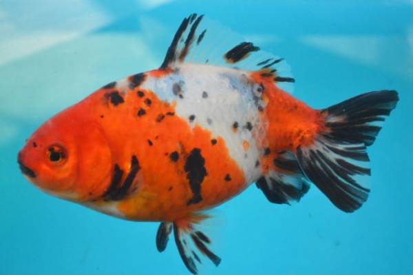 ★★隼人錦（明け３歳）１７ｃｍ　7番　★★巻木養魚場！！