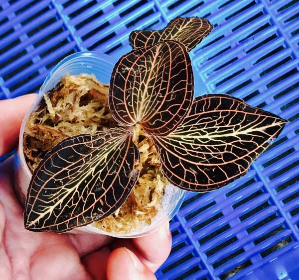 ジュエル アノエクトチラス アルボリニアータス ゴールドタイプ 1